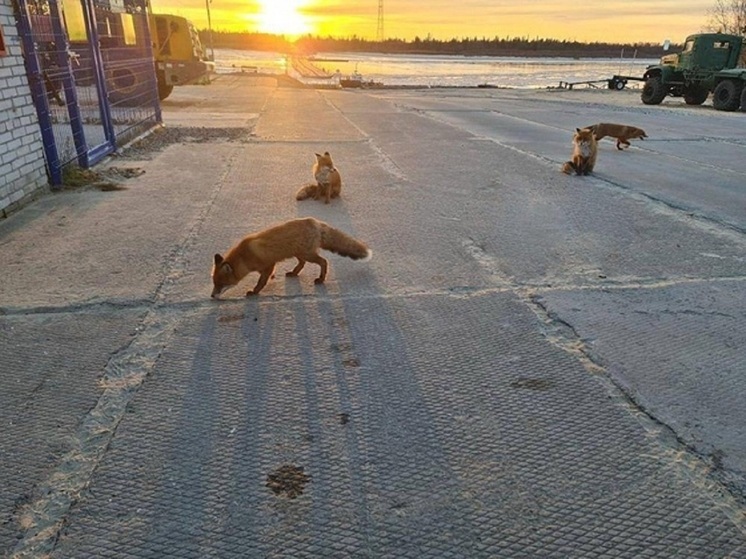 Целая «банда» лис пришла к ямальским вахтовикам