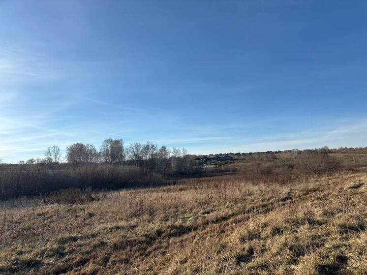 В Красноярском крае задержали руководителя организации по отлову собак после гибели ребенка