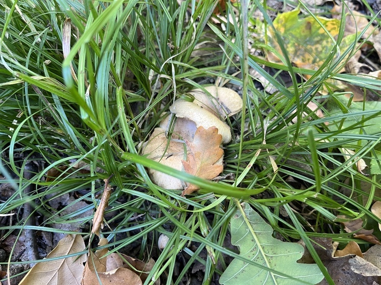 В Саратовской области 27 октября термометры покажут до +12 градусов