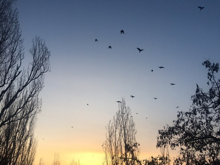 Минобороны: над Воронежской областью уничтожили 4 БПЛА