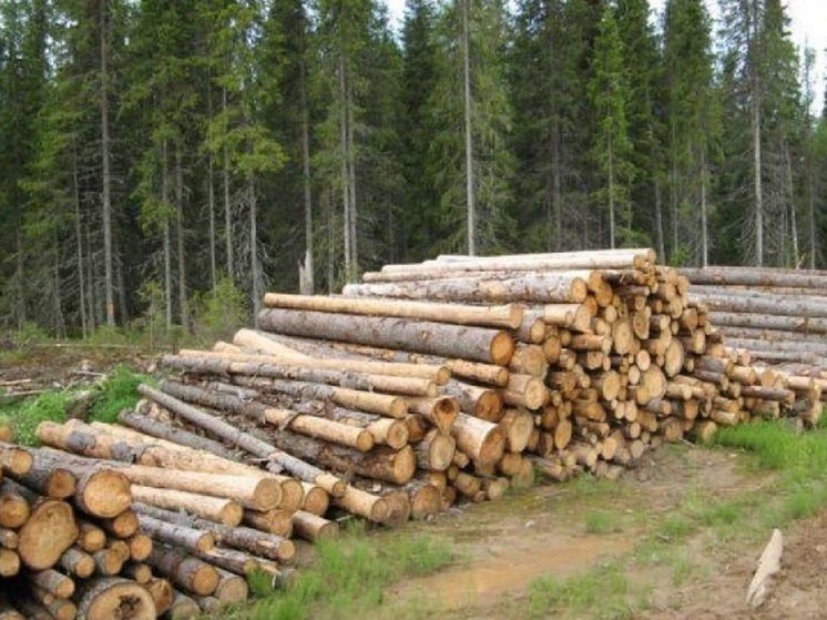 Банда «черных» лесорубов выплатит Усть-Абаканскому району 30 млн рублей