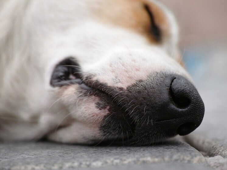 Новосибирца осудят за жестокое убийство собаки с демонстрацией в мессенджере