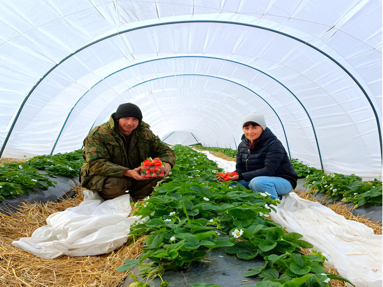 В Красноармейском округе семья открыла клубничный бизнес по соцконтракту