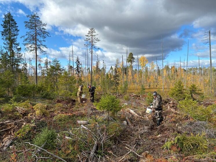 Сотрудники колонии в Архангельской облати высадили 68 тысяч сеянцев ели