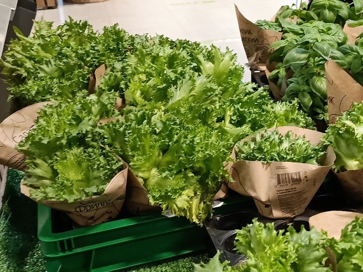 В Екатеринбурге обнаружили вредителей в партии лимонов из Турции