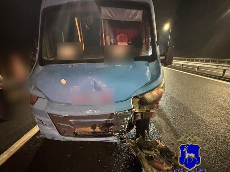 Водитель автобуса VSN-700 насмерть сбил лося на трассе в Самарской области