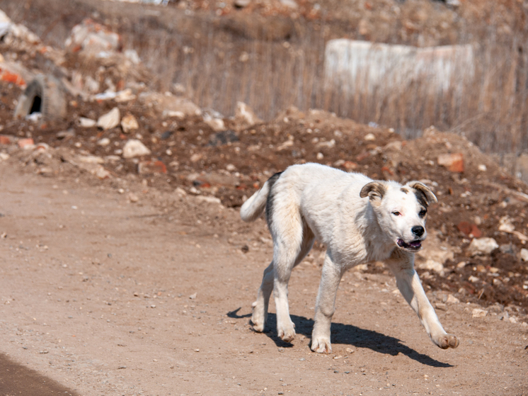 В Томске возбудили уголовное дело по факту нападения собаки на ребенка