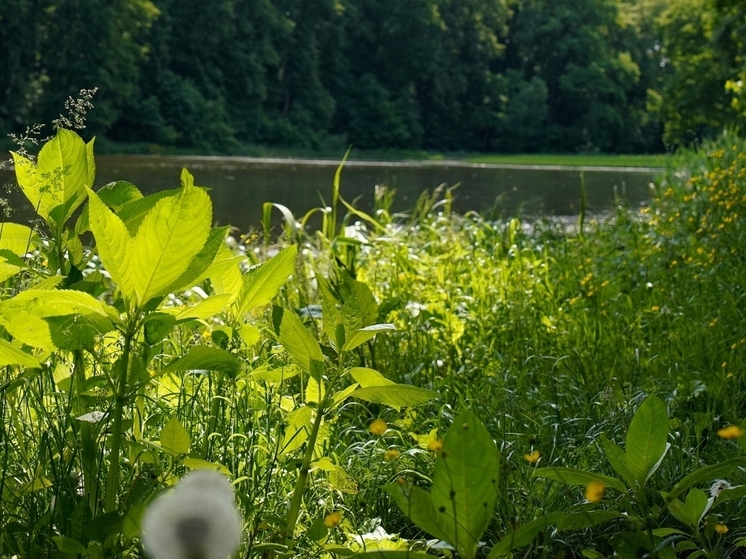 Очаговые свалки в карьере под Тулой убрали после проверки прокуратуры