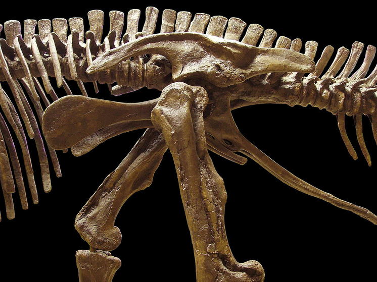 Динозавры были в расцвете сил во время катастрофического прилета астероида