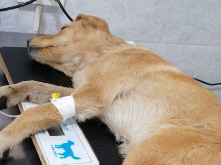 Ветеринары из Ростовской области спасают щенка-подростка с тяжелой черепно-мозговой травмой