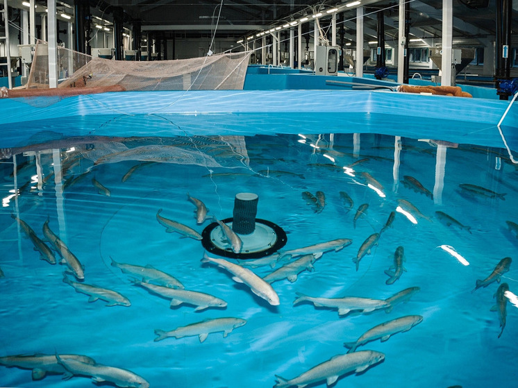 Для контроля за популяцией муксуна в ЯНАО начнут отслеживать молодь по чешуе