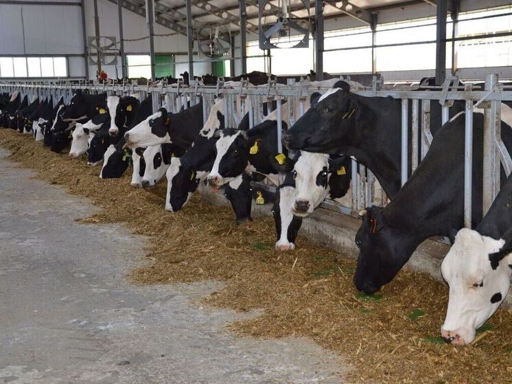 В Ивановской области сохраняется рост производства в хозяйствах всех категорий