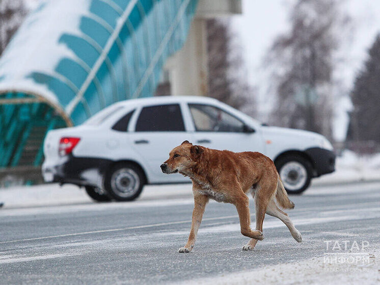 Следком начал проверку после жалоб жителей казанского поселка на бродячих собак
