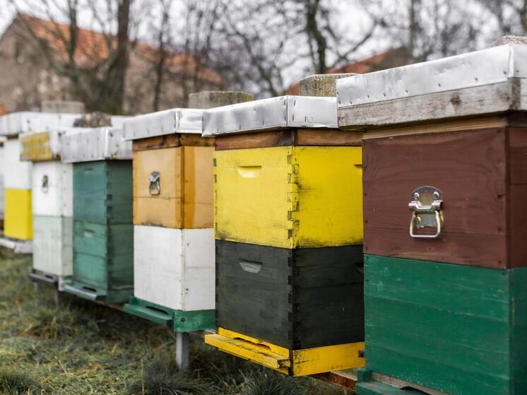В Запорожской области зарегистрировали новых владельцев пасек