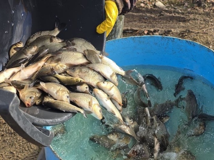 Более 24 тысяч мальков сазана выпустили в свердловские водоёмы