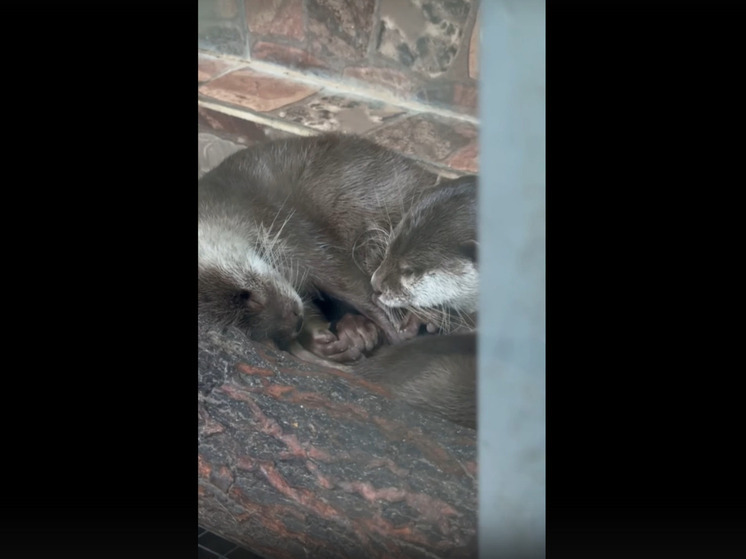 Белгородский зоопарк показал спящих в обнимку выдр