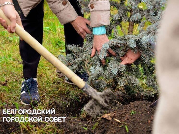 От можжевельника до спиреи: какие растения появились во дворе школы № 39 Белгорода