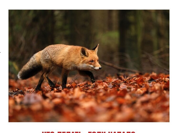 Внимание, бешенство! В регионе участились случаи появления лис вблизи жилья