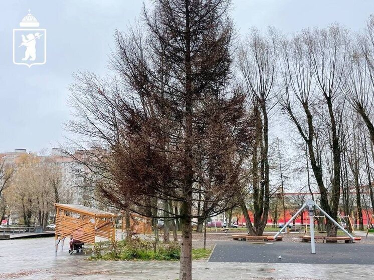 Для ярославского парка 30-летия Победы купили новую ель