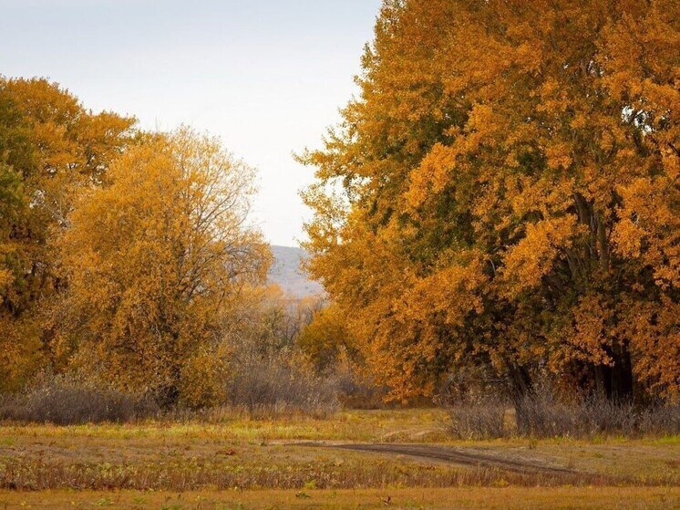 Народные приметы: чего нельзя делать 28 октября, в день Ефимия Осеннего