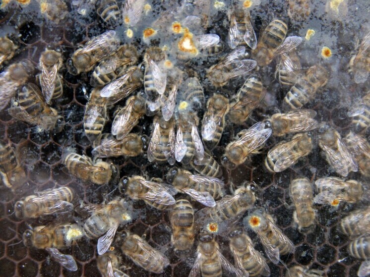 Пчелы из разрушенного улья до смерти закусали дочь и отца