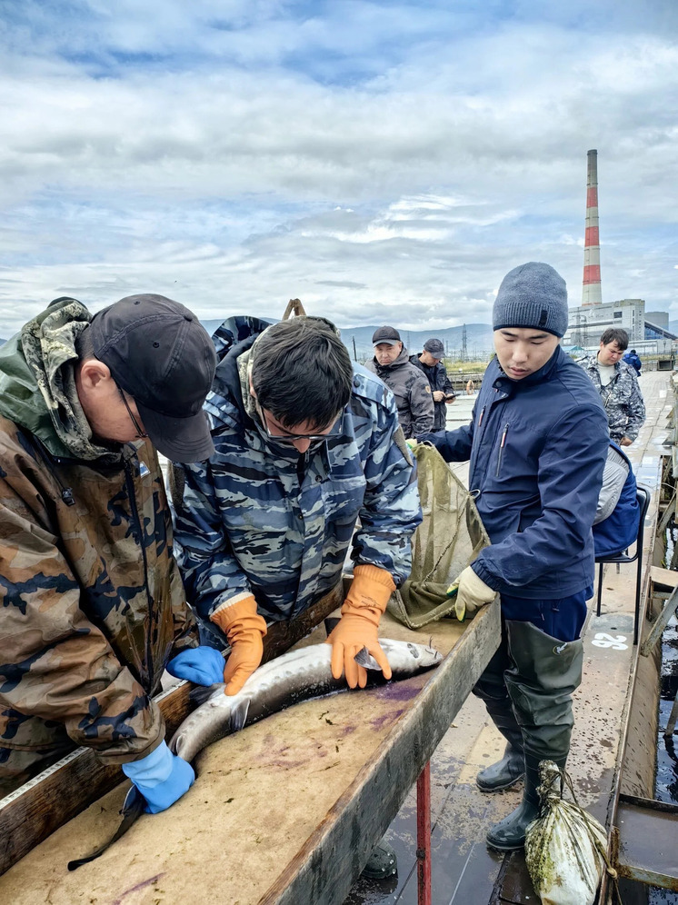 На рыбоводном хозяйстве в Гусиноозерске обеспечили будущее байкальскому осетру