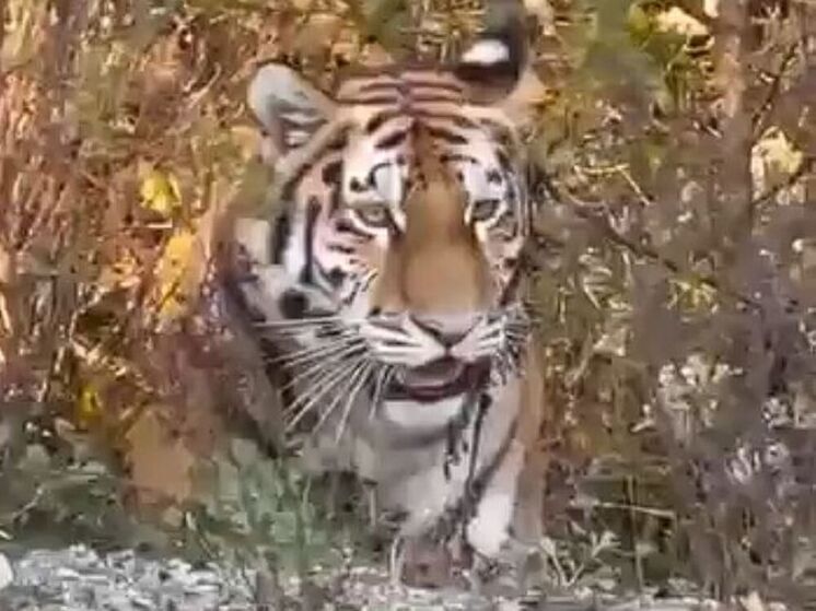 Угроза у порога: тигры все чаще выходят к людям в Приморском крае