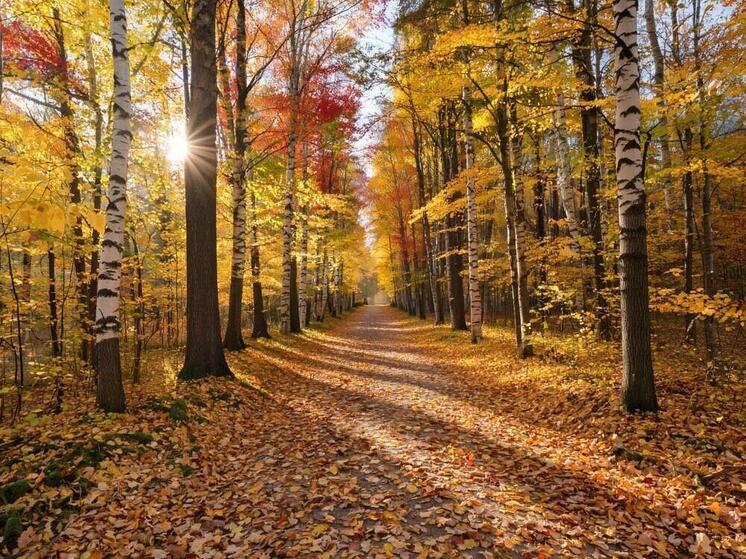 28 октября 2025 года: приметы и советы на День Ефимия Осеннего