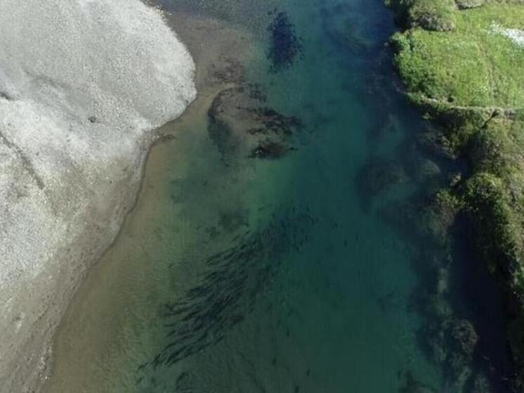 Учёные оценили заполнение лососевых нерестилищ на Чукотке