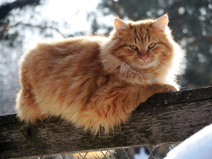 Кошки обходятся жителям России дешевле собак, следует из данных опроса