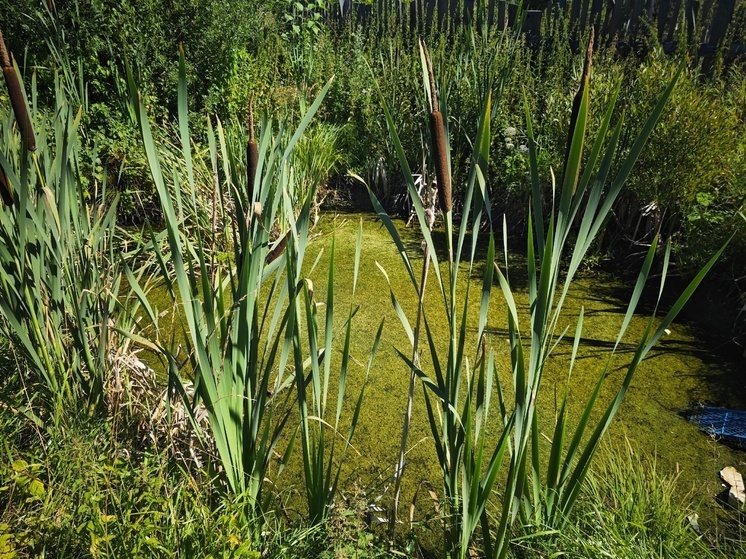 Бобра, норку и выдру посчитают в Вологодской области