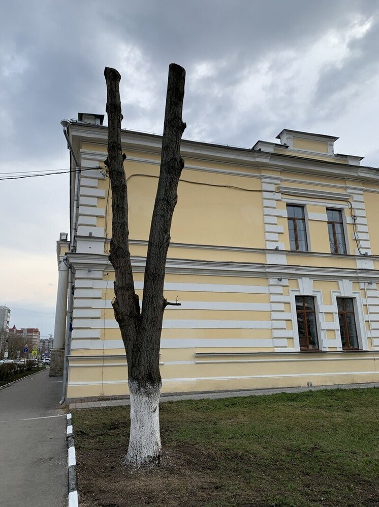 Мэр Эрк ответил на вопрос о страшном кронировании деревьев в Туле