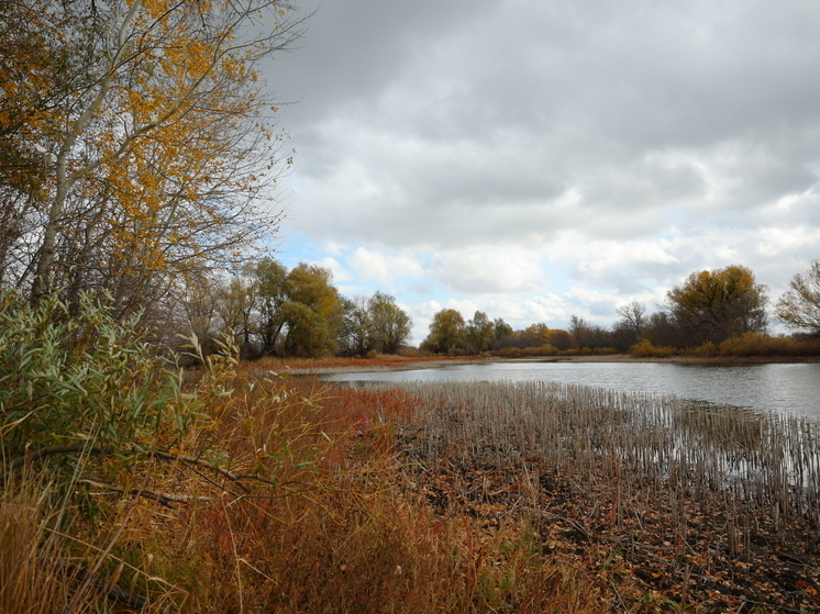 Ботаники искали редкие растения и грибы в Волгоградской области