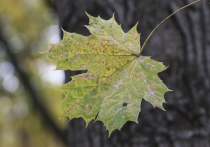 Подмосковные медики предупредили об опасностях, которые таит в себе фотосессия с осенними листьями