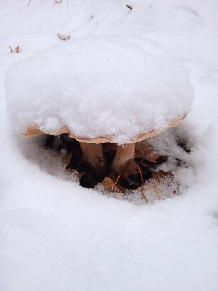 В подмосковных лесах начался сезон "осенних королей" — говорушек и рядовок