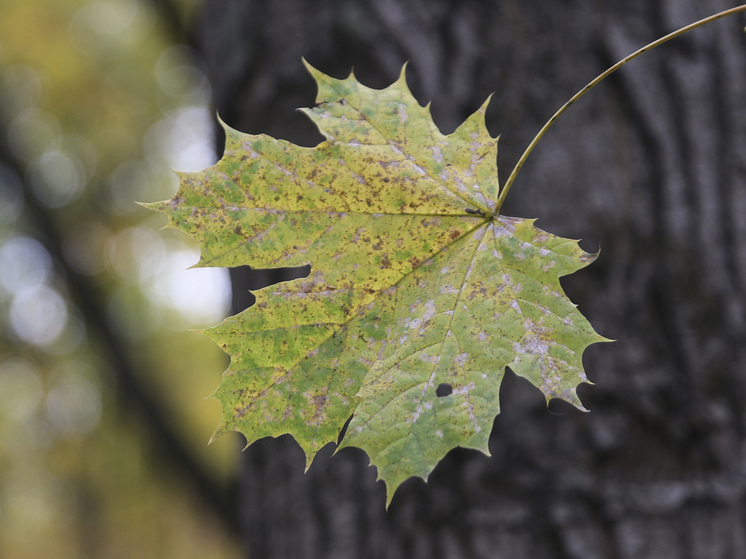 Осенняя фотосессия может обернуться аллергией и дерматитом