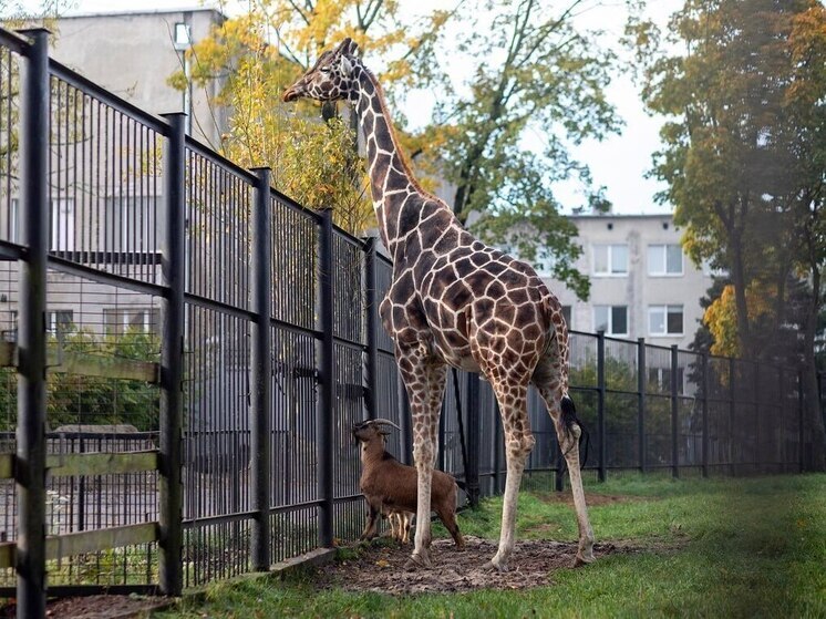 Калининградский зоопарк посоветовал навещать жирафов и слониху в тёплые дни