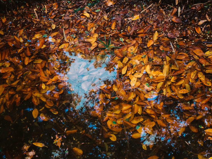 29 октября брянцам обещают небольшие дожди