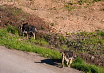 28 октября в Красноярском крае похоронили мальчика, которого загрызли бездомные собаки
