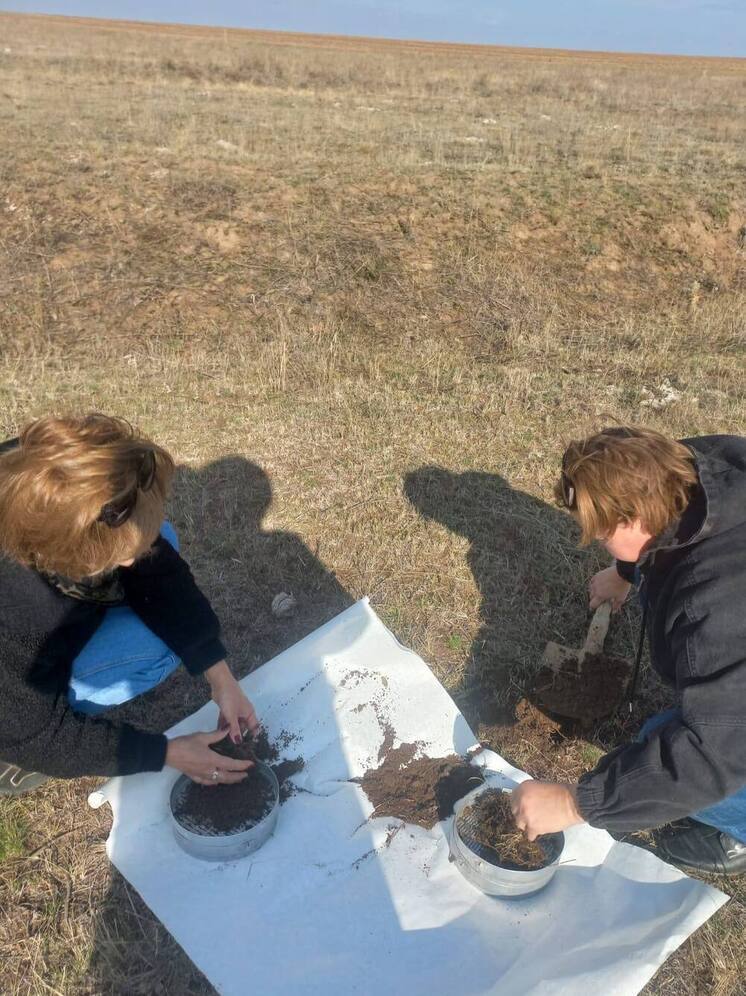 В районе Калмыкии обследовали кубышки саранчовых вредителей