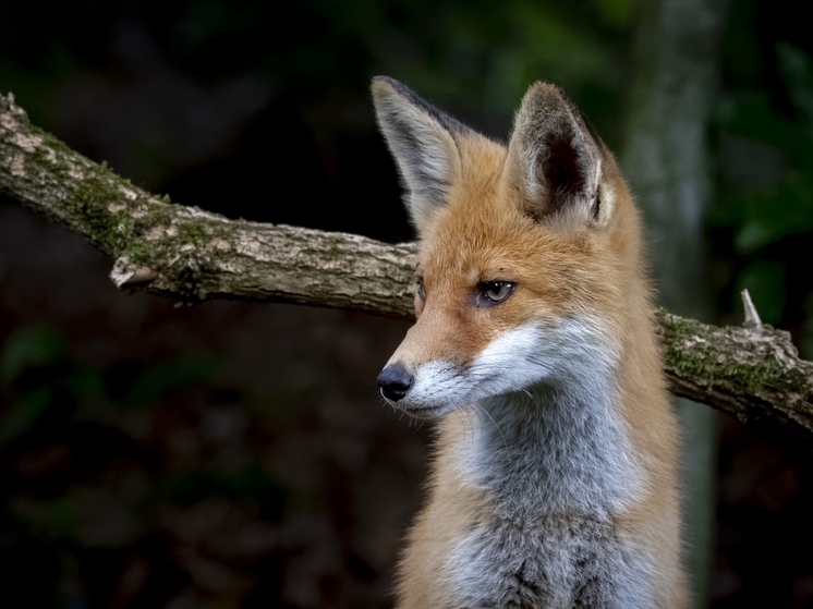 Дикая лиса преодолела подвесной мост над обрывом в Сочи