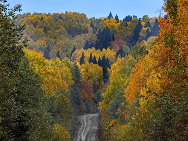 Рубки ухода могут разрешить в защитных лесах