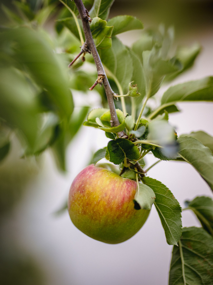 Тамбовские яблони в Новоайдаре: шефская помощь приносит первые плоды