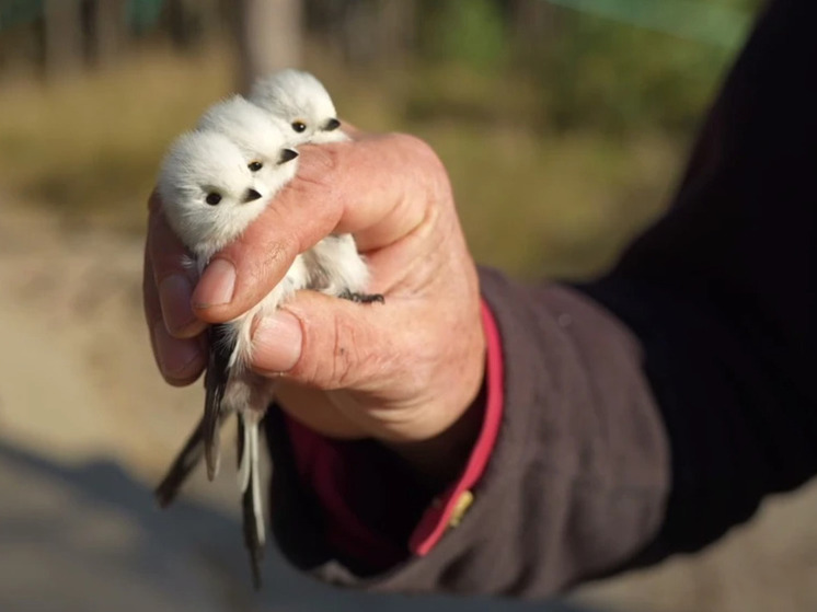 В этом году орнитологам на Куршской косе чаще всего попадалась синица лазоревка