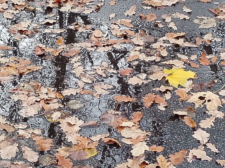 Дождь и до +9 градусов: какая погода будет в Ленобласти 28 октября