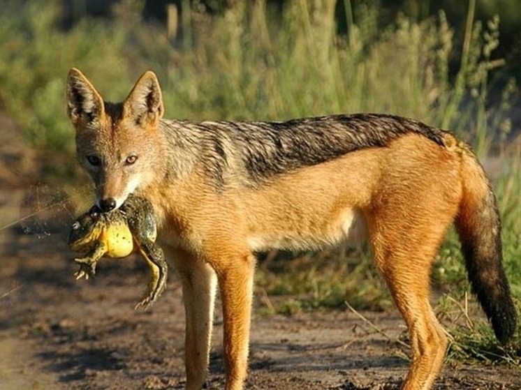 В Карелии завелись упитанные шакалы с лоснящейся шерстью