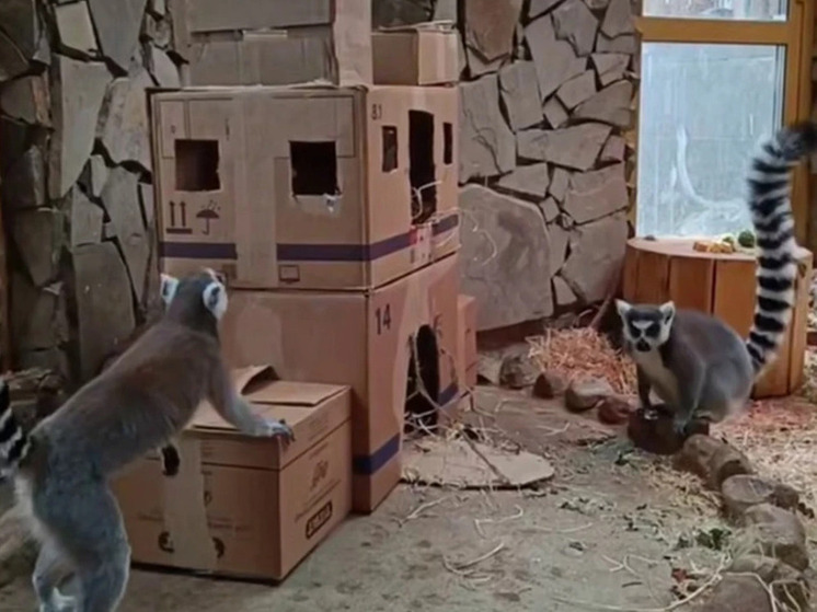 Лемуры в Калининградском зоопарке отпраздновали новоселье в картонном замке