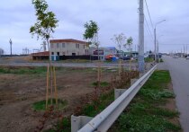 Также появились новые деревья на разделительной полосе по улицам Н. Островского и Комсомольской Набережной, в парке Ленина, сквере Строителей в Трусовском районе и на Набережной Приволжского Затона.
