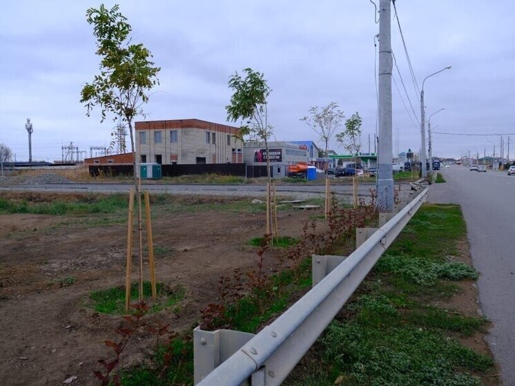 В Астрахани высадили 13 крупных кленов