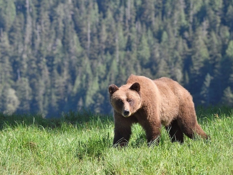 В Ярославской области разбушевались косолапые